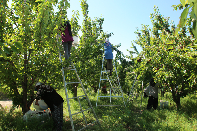 Yozgat'taki "Kabalı Meyve Bahçesi"nden kiraz ihracatı başladı