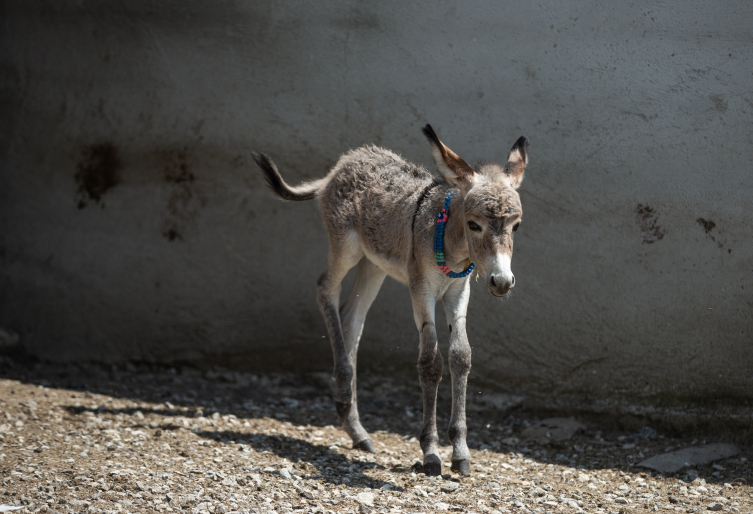 Yol kenarında bulunan sahipsiz sıpa 'Fıstık' biberonla besleniyor