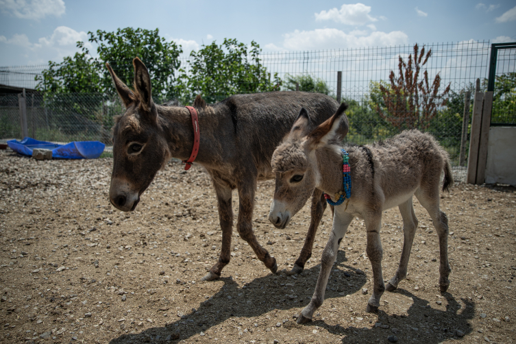 Yol kenarında bulunan sahipsiz sıpa 'Fıstık' biberonla besleniyor