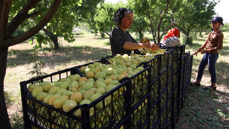 Coğrafi işaretli "şalak" kayısısında üretim 45 bin tona ulaştı