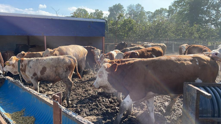 Düzce'de ahırda çıkan yangında 10 kişi dumandan etkilendi