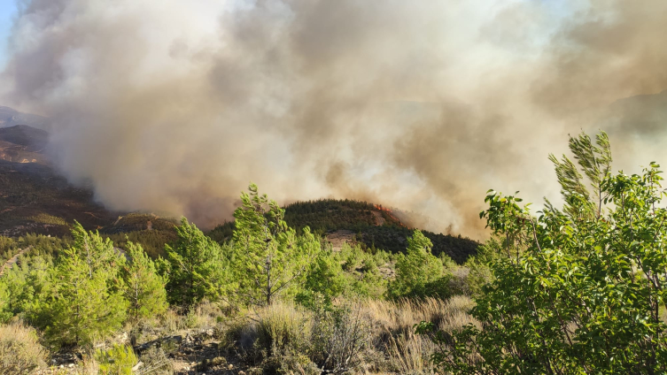 Tarım ve Orman Bakanı Yumaklı: Şu anda bir risk olmadığını söyleyebilirim