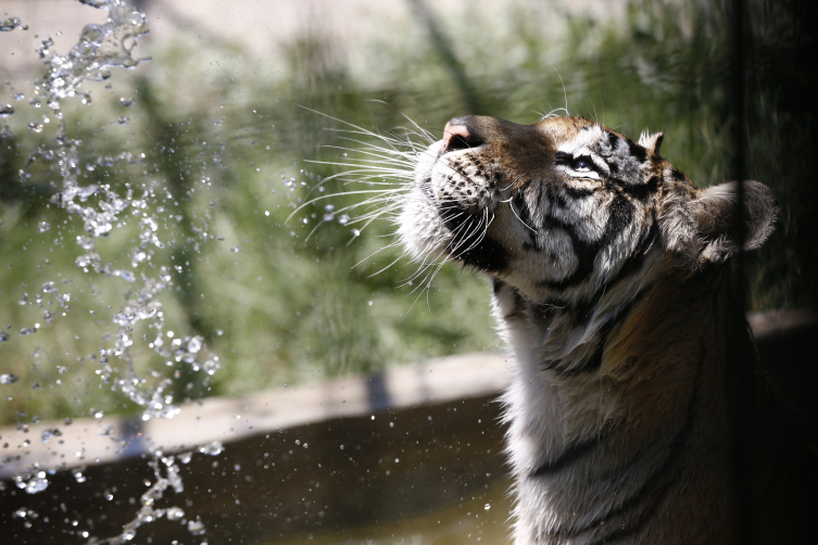 Antalya'da hayvanlara 'eyyam-ı bahur' önlemleri alındı
