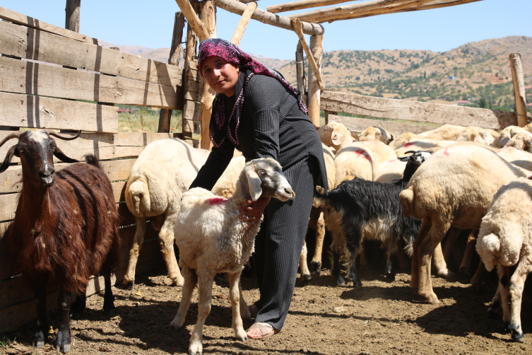 Depremde hayvanları telef olan kadın besici devlet desteğiyle ayağa kalktı
