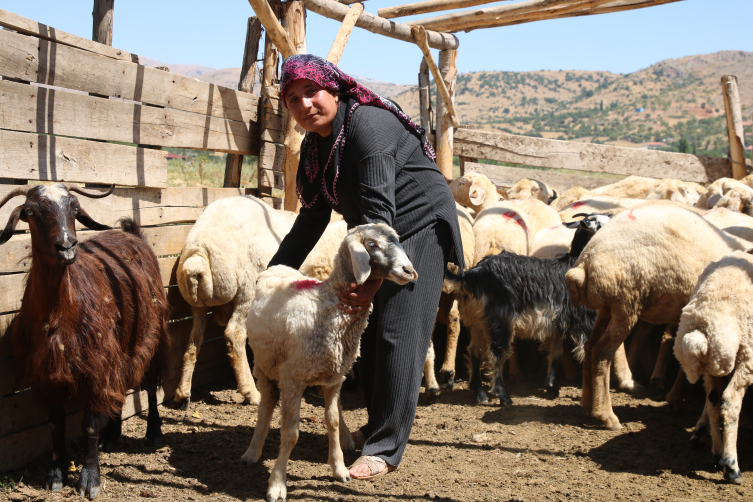 Depremde hayvanları telef olan kadın besici devlet desteğiyle ayağa kalktı