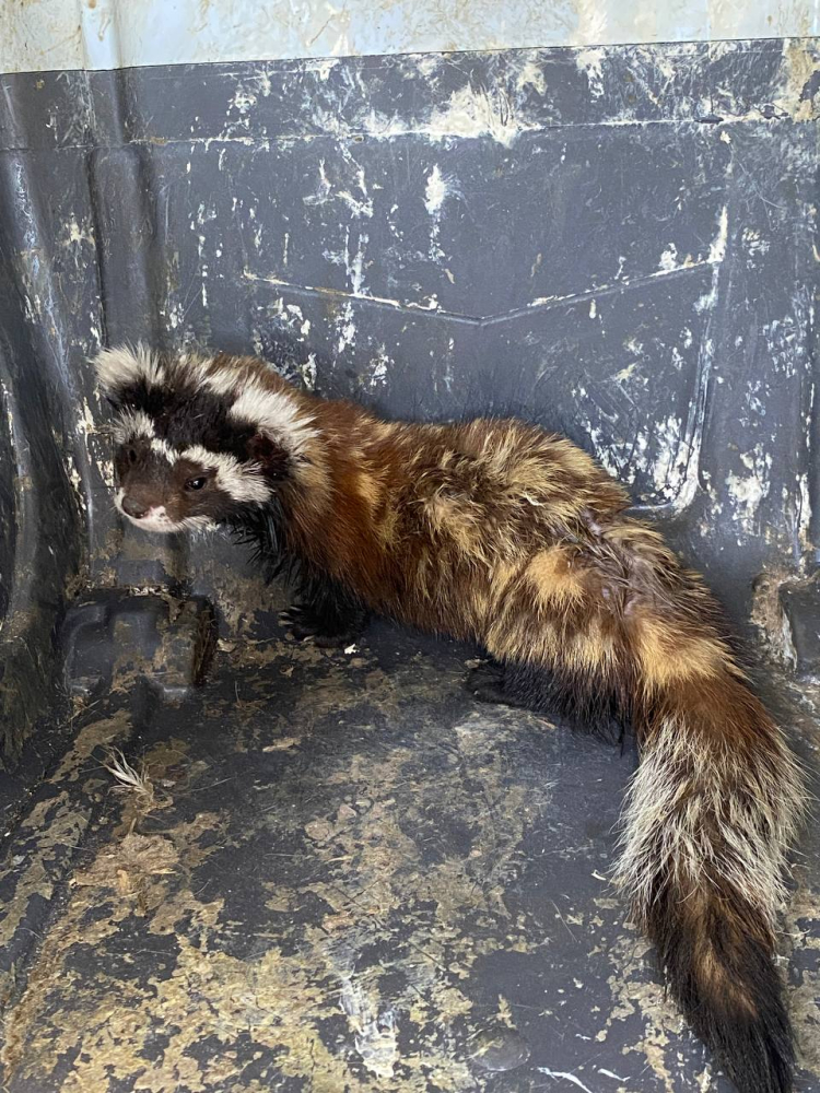 Marketten 10 saatte çıkarılan sansar doğaya salındı