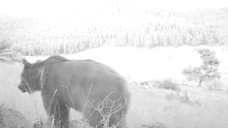 Bolu'da yaban hayatı ve kaçak avcılar 19 fotokapanla takip ediliyor