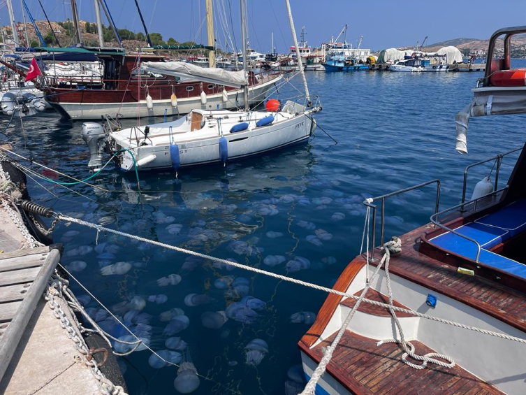 İzmir Körfezi'nde denizanası yoğunluğu