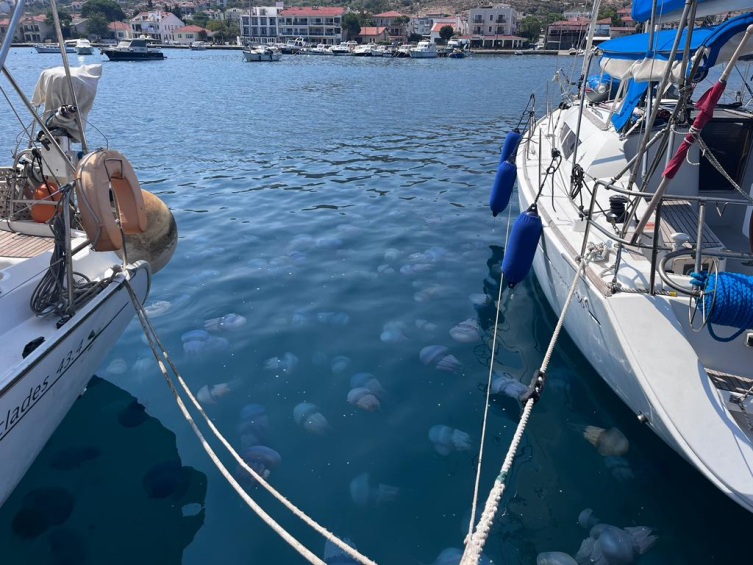 İzmir Körfezi'nde denizanası yoğunluğu