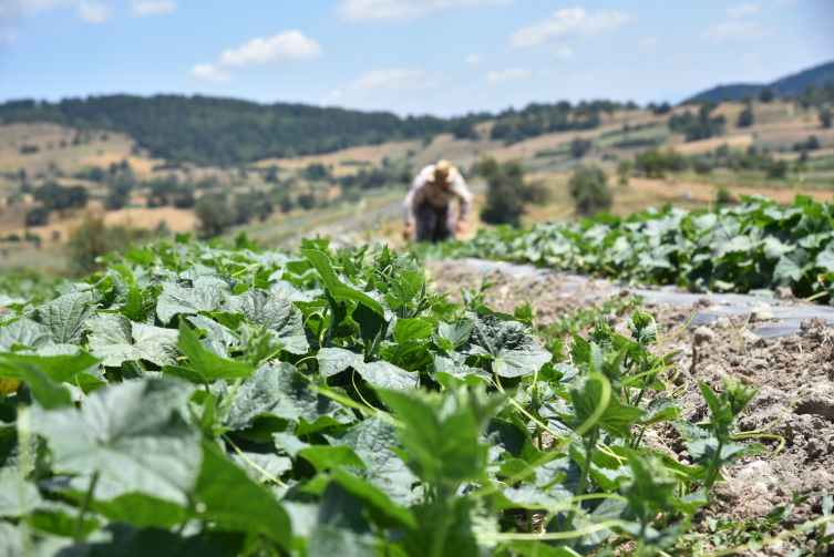 Balıkesir'de üretilen coğrafi işaretli Sındırgı kornişonunda hasat başladı