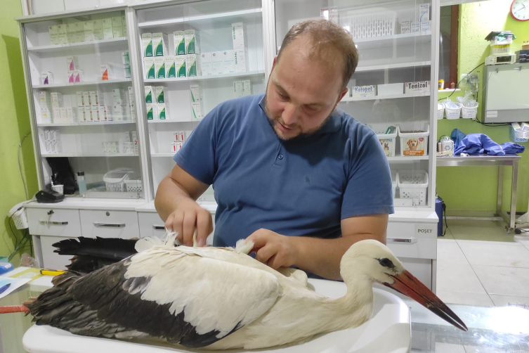 Elektrik direğinde akıma kapılan leylekler öldü