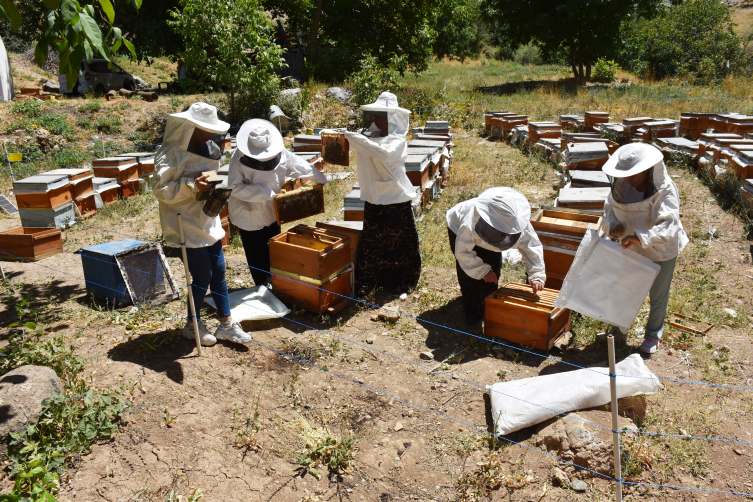 Kooperatif kuran Hakkarili kadınlar, arıcılıkta söz sahibi olmak istiyor
