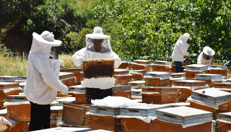Kooperatif kuran Hakkarili kadınlar, arıcılıkta söz sahibi olmak istiyor