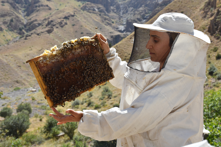 Kooperatif kuran Hakkarili kadınlar, arıcılıkta söz sahibi olmak istiyor
