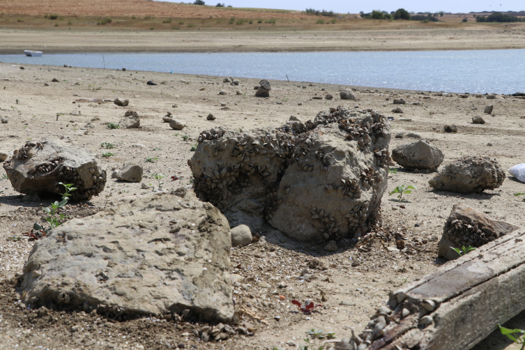 Altınyazı Barajı'nda doluluk oranı kritik seviyede