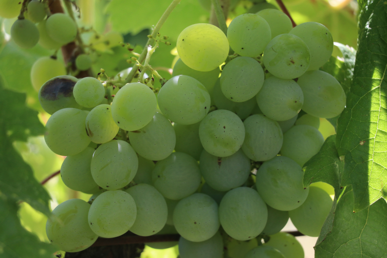 Safranbolu'nun coğrafi işaretli üzüm ve domatesinde hasat zamanı