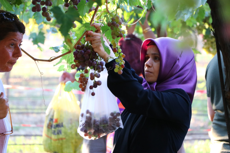 Tekirdağ'da 'Bağ Bozumu Şenliği'