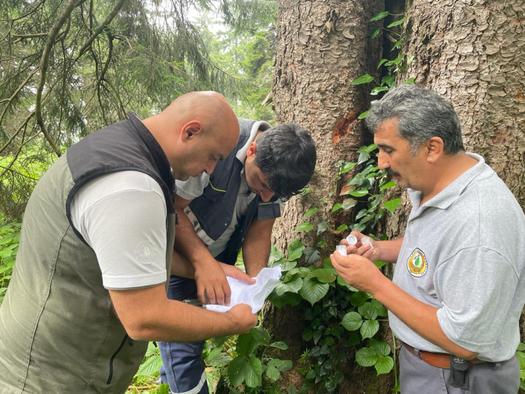 Giresun ladin ormanlarında biyolojik mücadele devam ediyor
