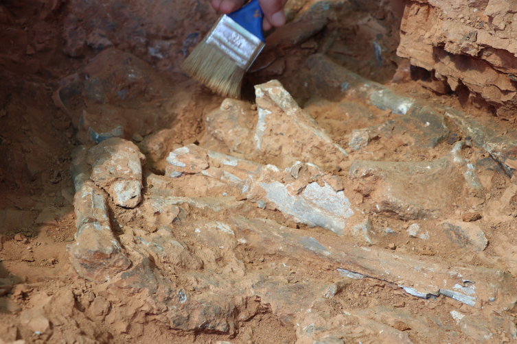 Denizli'de 9 milyon yıllık hayvan fosilleri bulundu