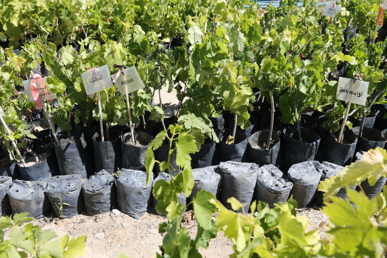 Yetiştirdiği 450 tür asma fidanını üreticilere ulaştırıyor