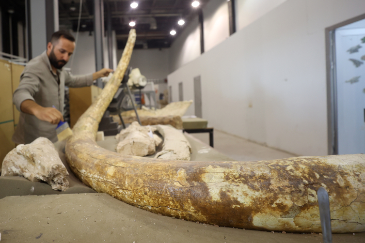 7,5 milyon yıllık zürafa, at ve fil fosilleri sergilenecek