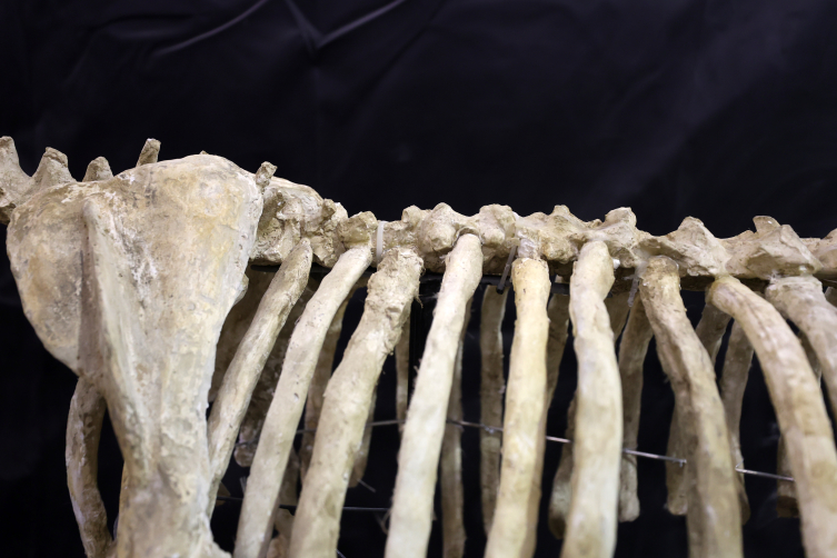 7,5 milyon yıllık zürafa, at ve fil fosilleri sergilenecek