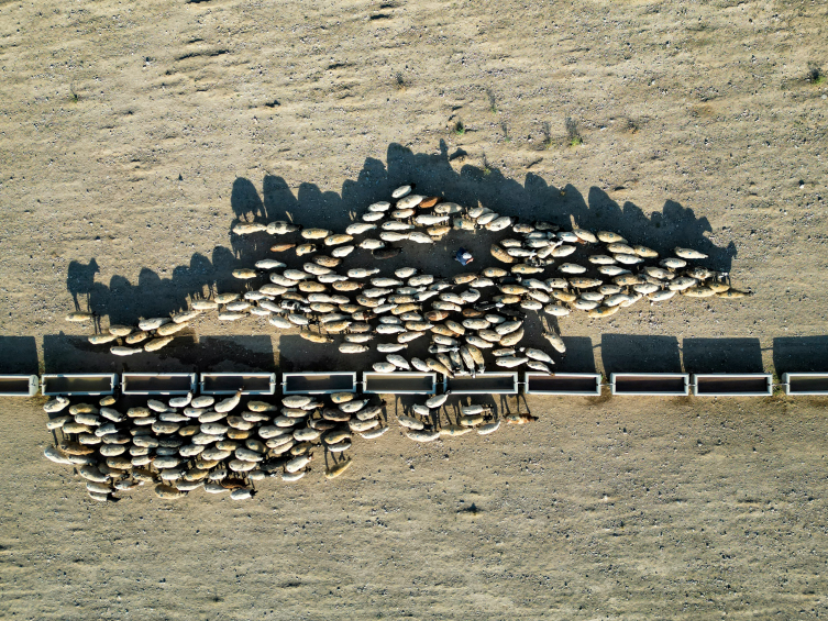 Van'da susuzluktan bitkin düşen koyunlara can suyu