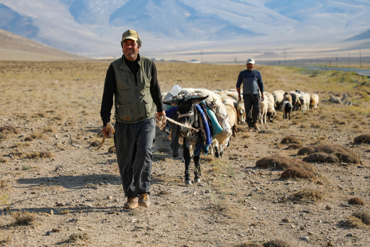 Van'da susuzluktan bitkin düşen koyunlara can suyu
