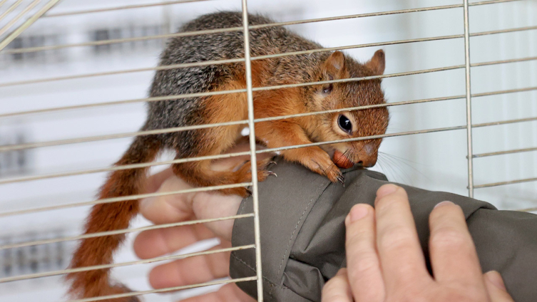 Yuvadan düşen sincap yavrusu hayata tutundu