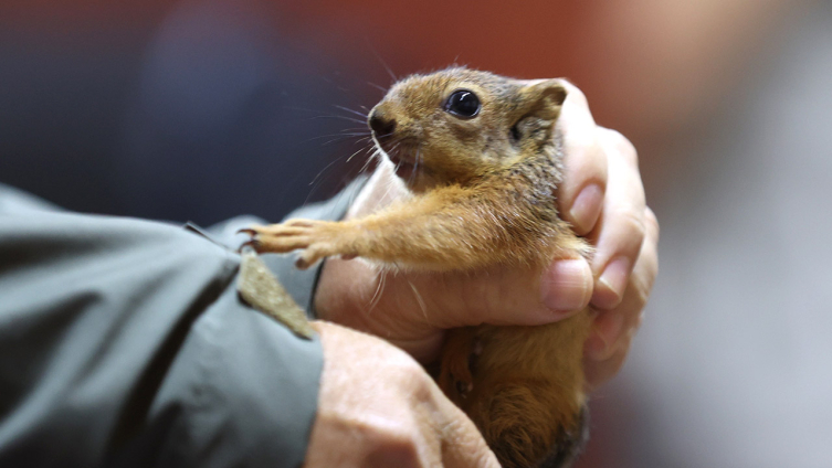 Yuvadan düşen sincap yavrusu hayata tutundu
