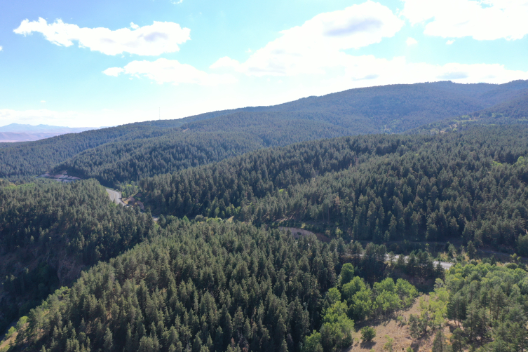 Sarıçam ormanları yangınlara karşı korunuyor