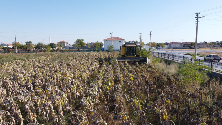 Tarım bölümü öğrencileri yetiştirdikleri ayçiçeğiyle ihtiyaç sahibi arkadaşlarına destek oldu