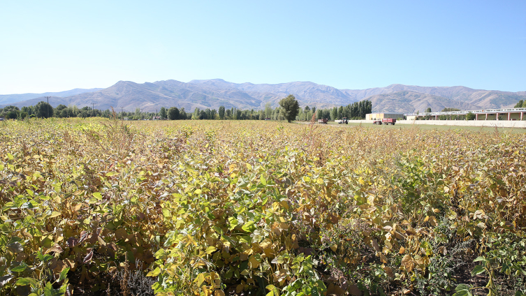 Muş'ta silajlık soyanın hasadı yapıldı
