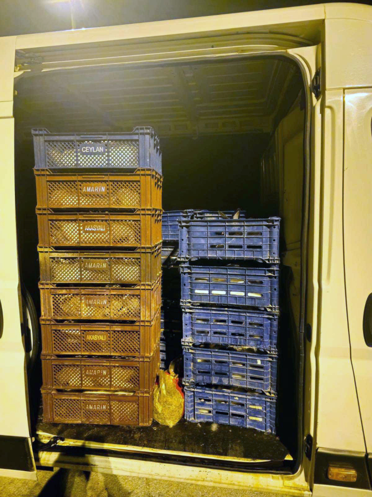 Edirne'de bir araçta 100 tavşan ele geçirildi