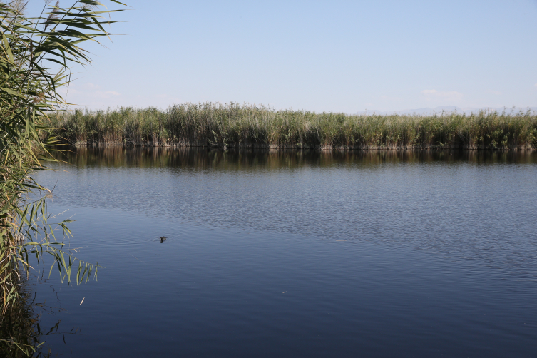 Tünelle tersine akıtılan su, allı turnalara hayat veriyor