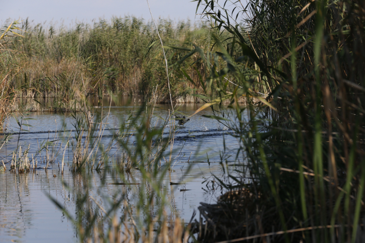 Tünelle tersine akıtılan su, allı turnalara hayat veriyor