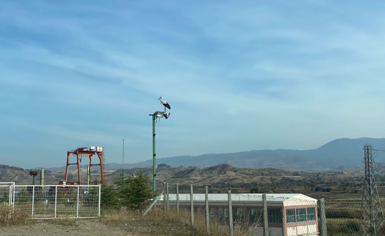 Göç etmeyen leyleği belediye ekipleri besliyor