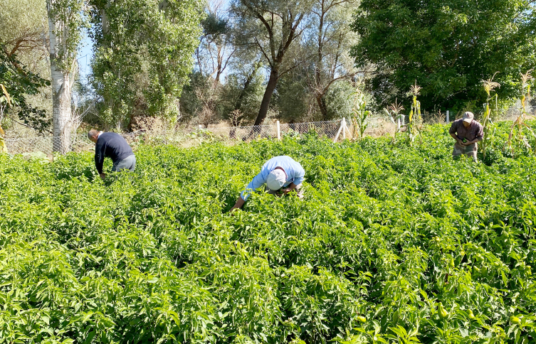 Coğrafi işaretli Cemele biberi Kırşehirli çiftçilerin geçim kaynağı oldu