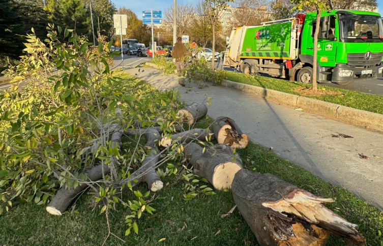 Bakırköy'de sahil yoluna ağaç devrildi: Trafik sıkıştı