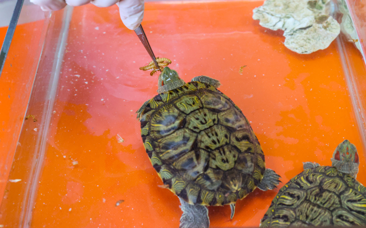 "İstilacı kaplumbağa" endemik türlerin varlığını tehdit ediyor