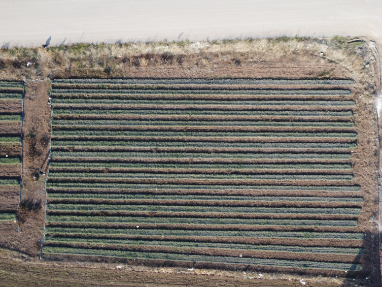 Ürettiği lavanta fideleri 7 ülkede bahçeleri süslüyor