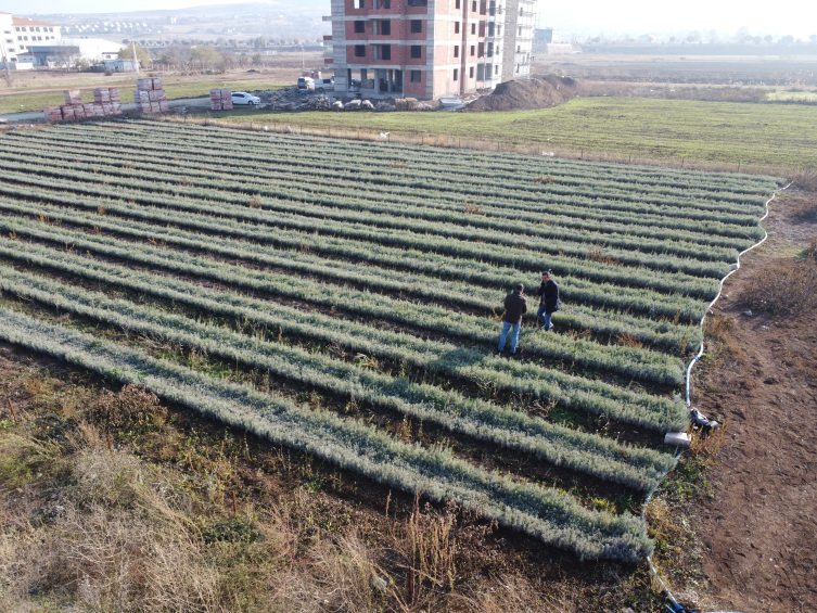 Ürettiği lavanta fideleri 7 ülkede bahçeleri süslüyor