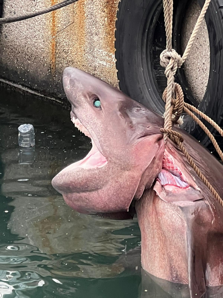 Mersin'de ölü "altı solungaçlı köpek balığı" kıyıya vurdu