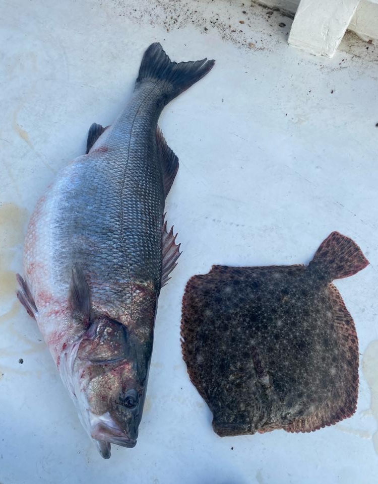 Ağına 11 kilogramlık levrek takıldı