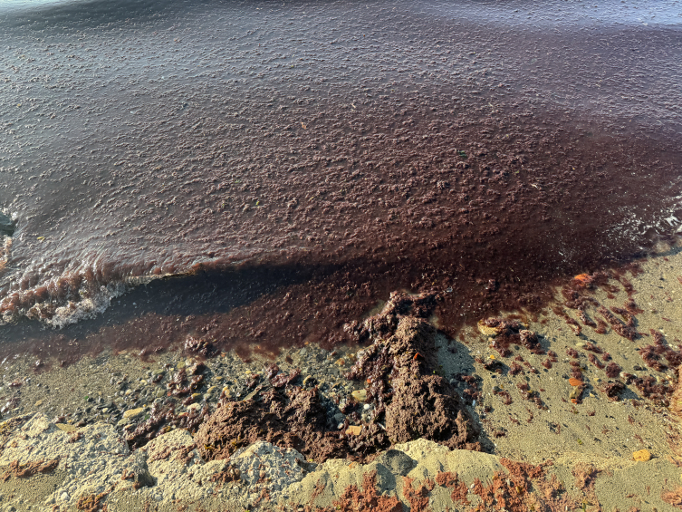 Tekirdağ sahilini kırmızı yosun kapladı