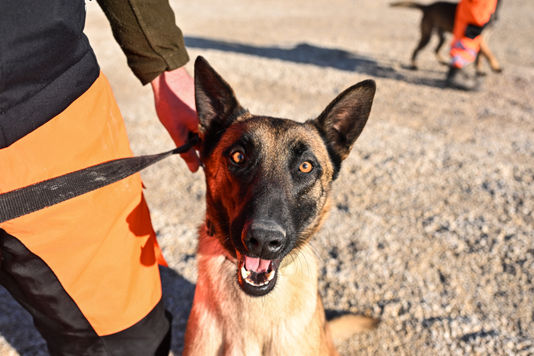 TSK'nın arama kurtarma köpekleri doğal afetlerde can kurtarıyor