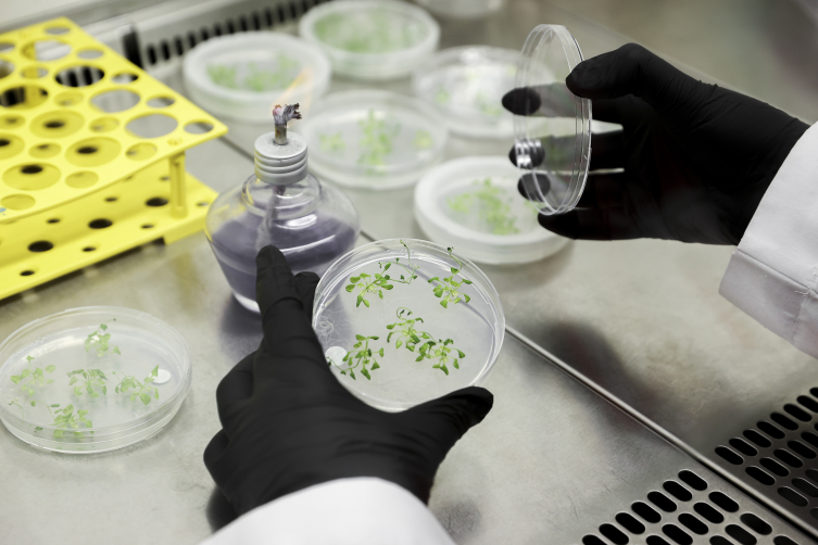 Gezeravcı'nın denediği CRISPR tekniğiyle bitkilerde verimliliğin artırılması amaçlanıyor