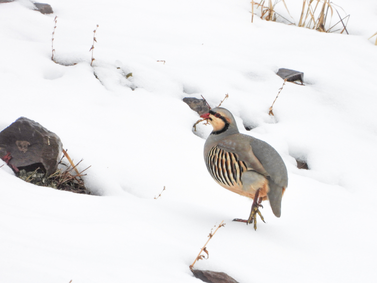Fotokapanlar kaçak avcıları da izliyor