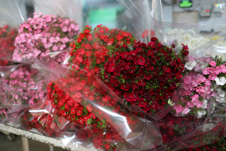Yalova'daki çiçek mezatlarında Sevgililer Günü'nün favorisi yine kırmızı gül oldu