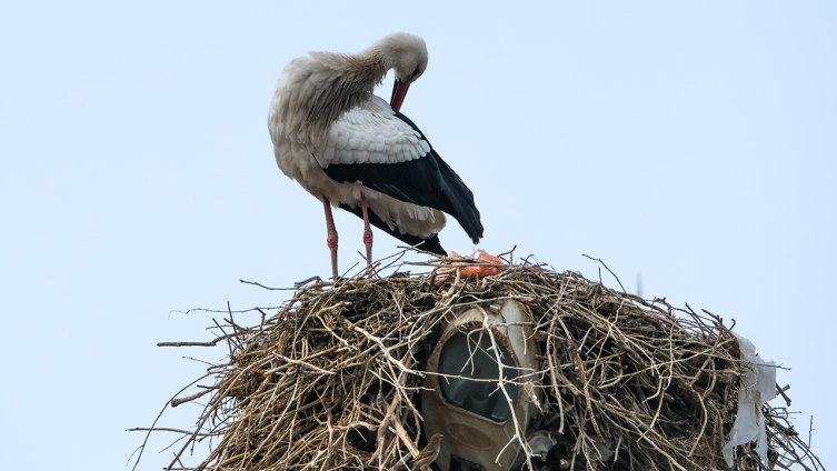 Leylekler bu yıl Kars'a erken geldi